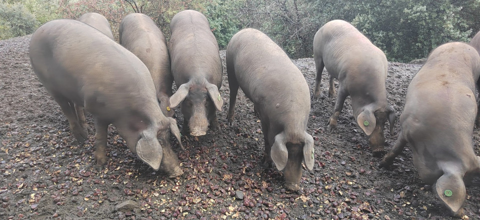 Cerditos Dehesa Monteros