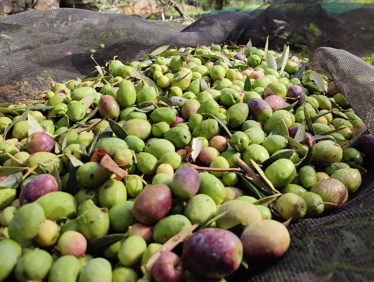 AceitesAbril4aceitunas