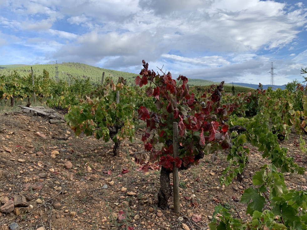 Alan del Val, fincas de godello , finca pedrazais, garnacha tintorera