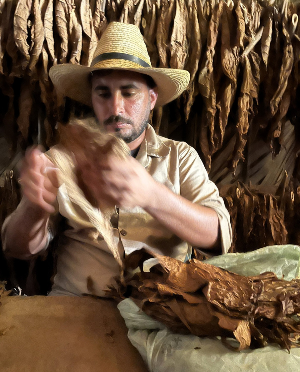 Secado de la hoja de tabaco, Pinar del Río