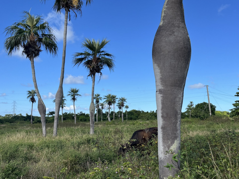 Palmeras barrigonas, Pinar del Río