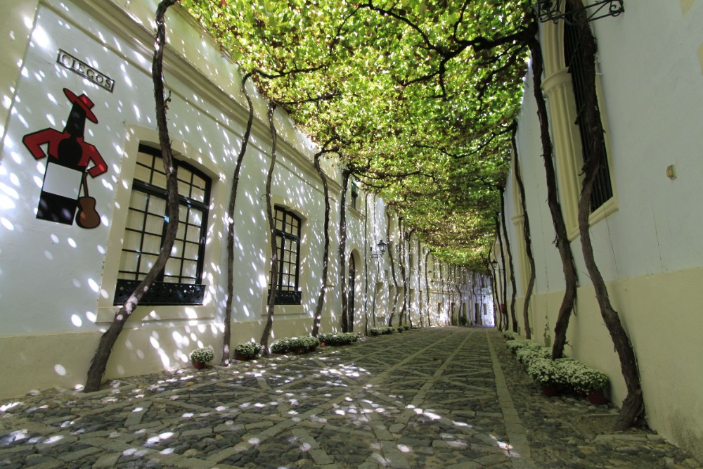Calle Ciegos Bodegas Gonzalez Byass Jerez (1)