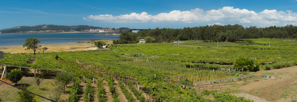 Viñedos al lado del mar, Cambados