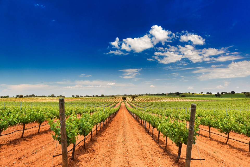 Bodegas fontana, viñedos