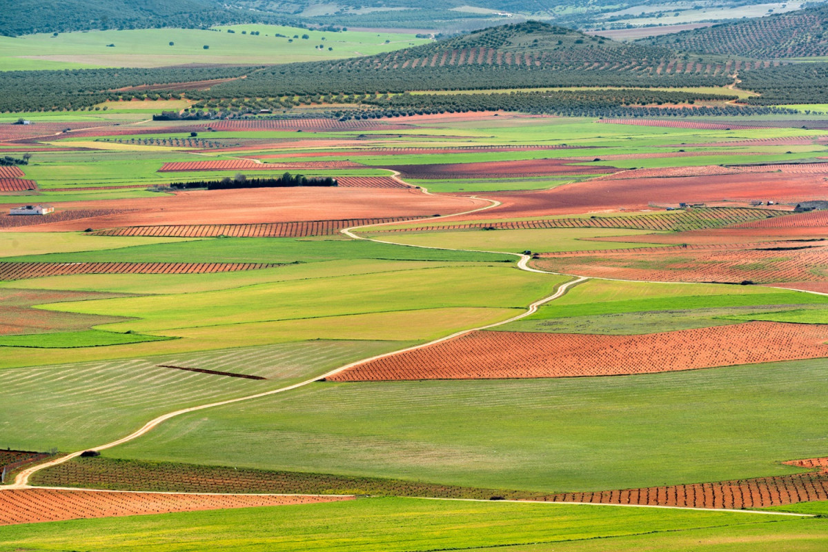 Consuegra, campo