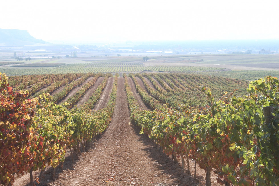 Viñedos Malleolus (Cornalvo) (1)