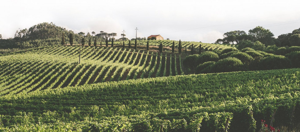 Viñedo de Quinta de santana