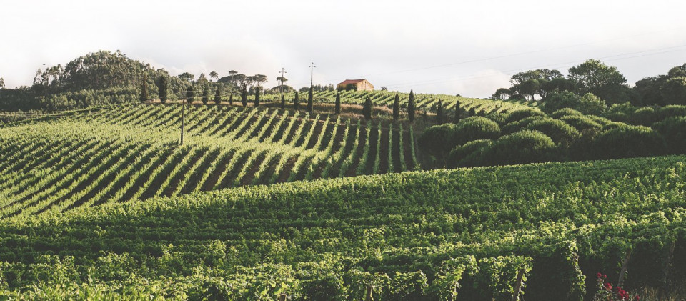 Viñedo de Quinta de santana