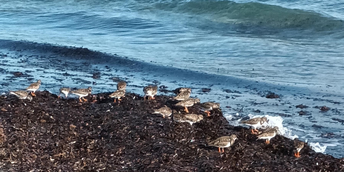 Correlimos en la playa de la Torre Derribada