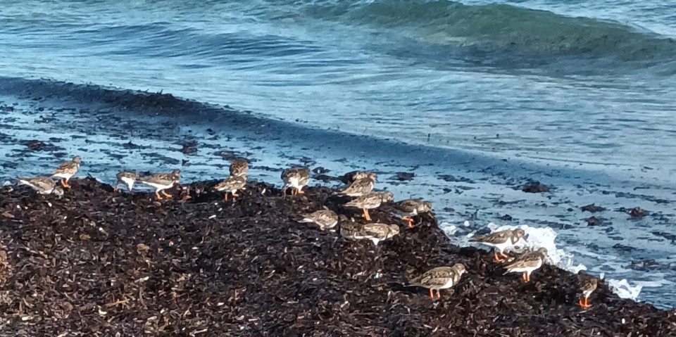 Correlimos en la playa de la Torre Derribada