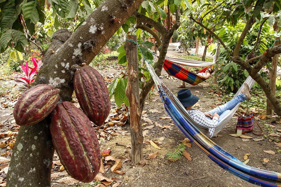 Cacao y mango   Provincia del Guayas   Ecuador