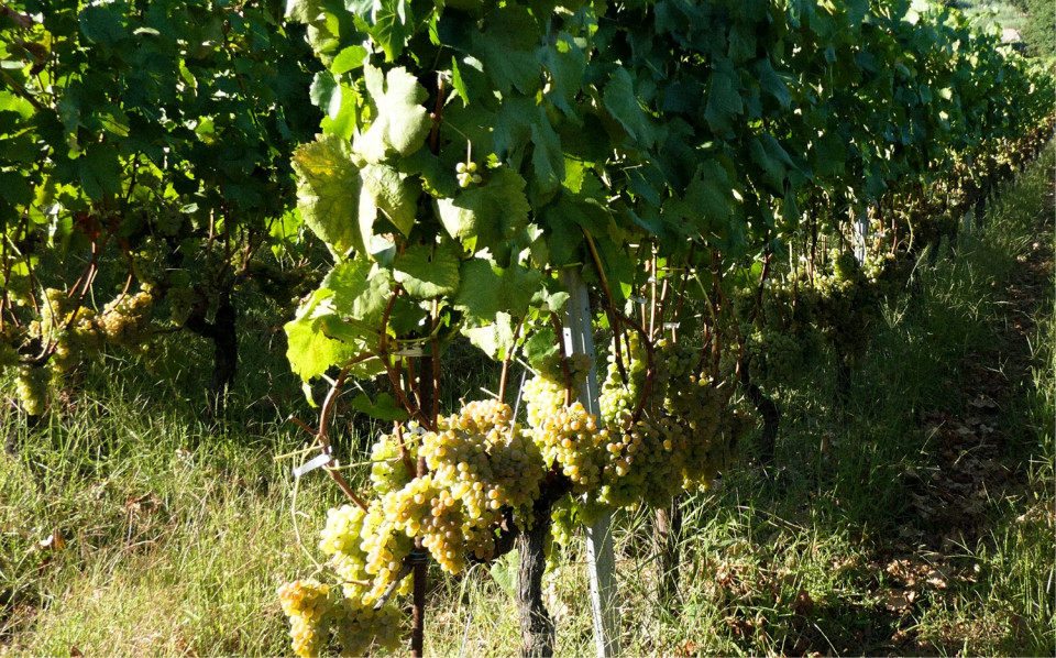 Uvas, viñedo SIAH