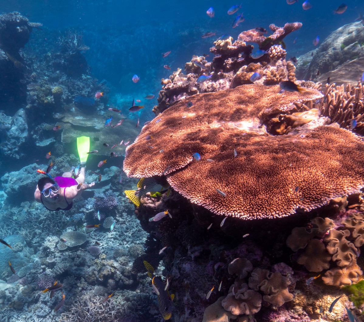 Snorkel, Costa de Coral, Australia