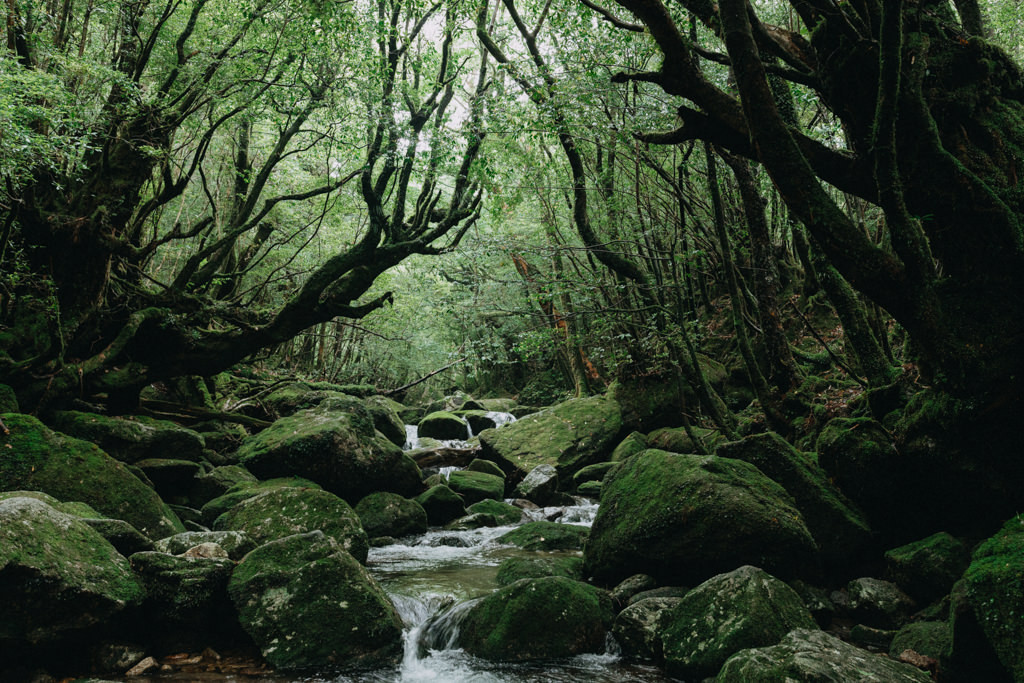 Camino por el desfiladero de Shiratani Unsui, Yakushima, Japu00f3n