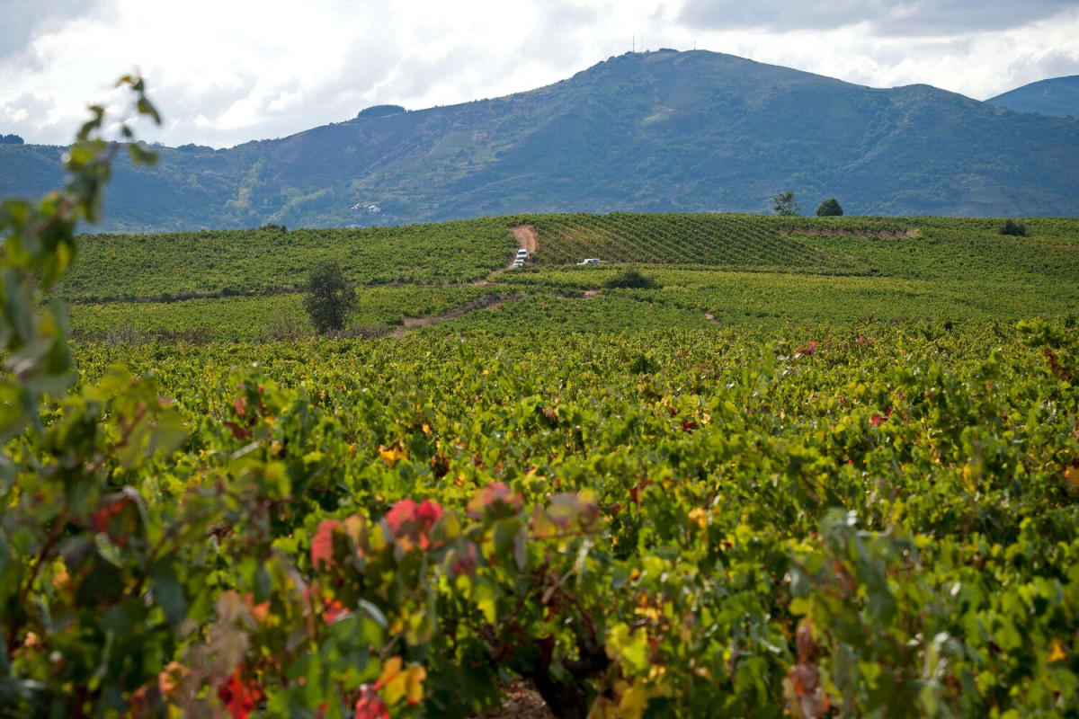 Viu00f1edos en El Bierzo
