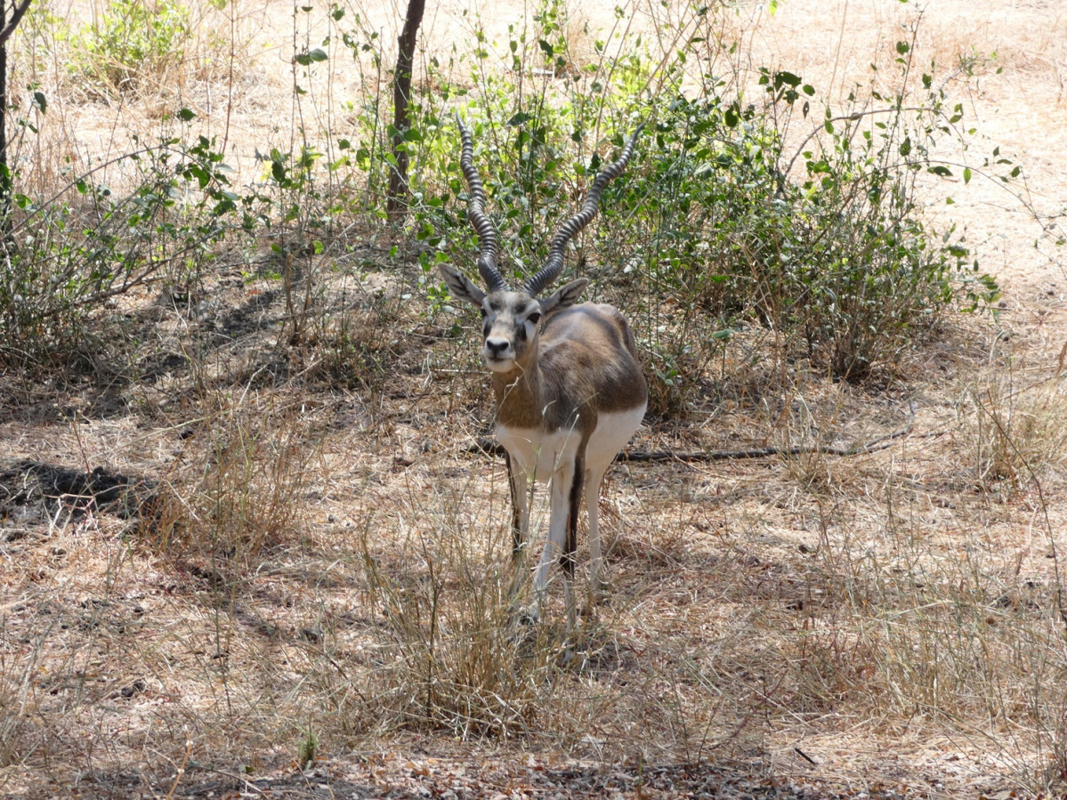 P.N.Blackbuck. Amtu00edlope Sasin
