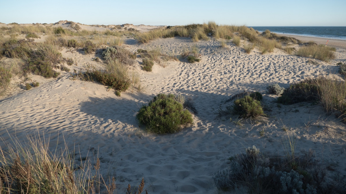 Matalascau00f1as, dunas en la playa, Huelva