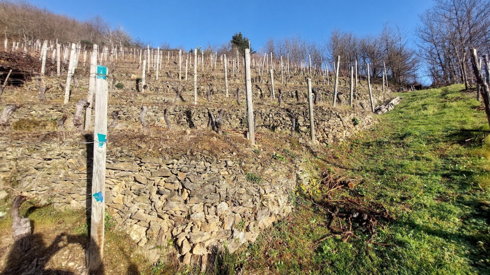 Viñedo de Cangas