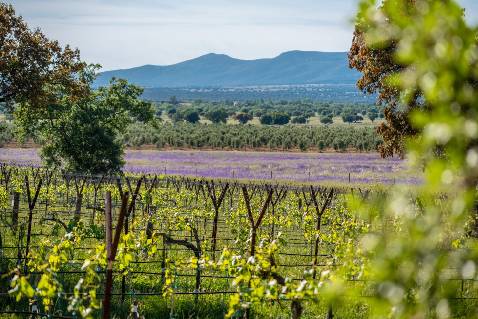 Viñedo Dehesa El Molinillo