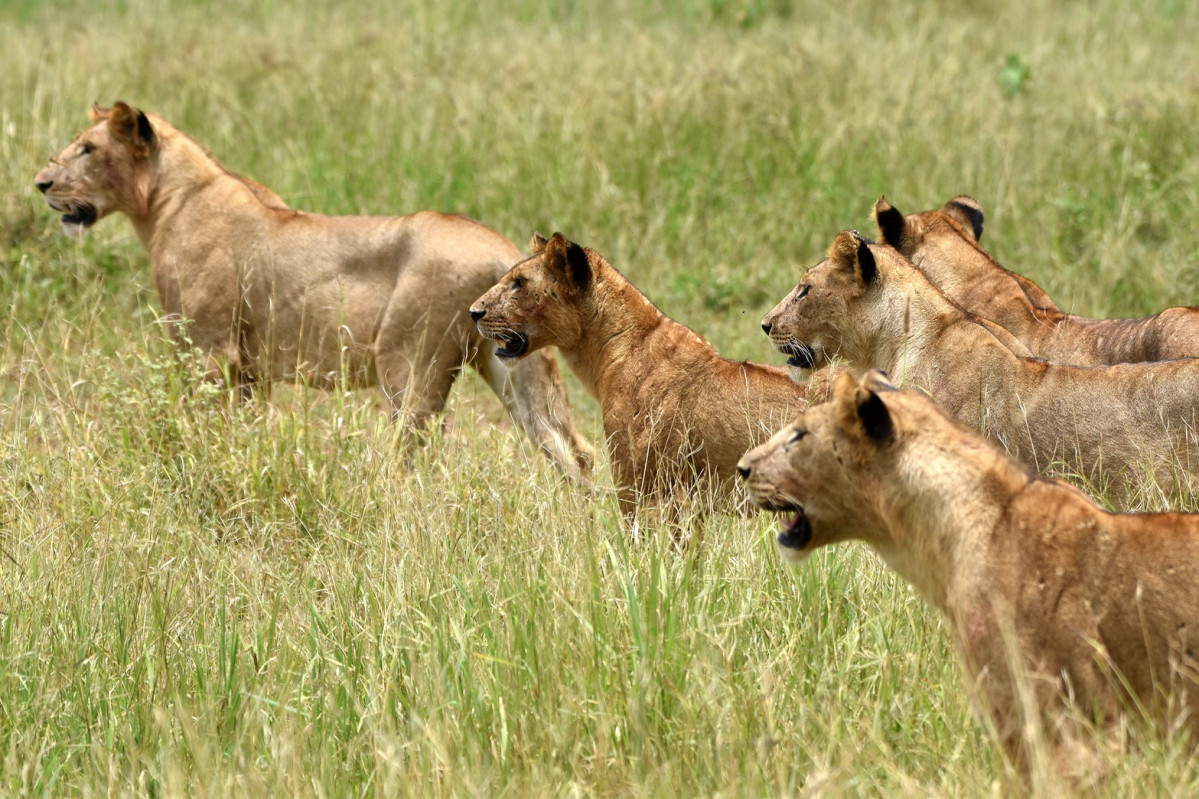 01 Grupo de leones en el Parque Nacional de Taranguire, Tanzania