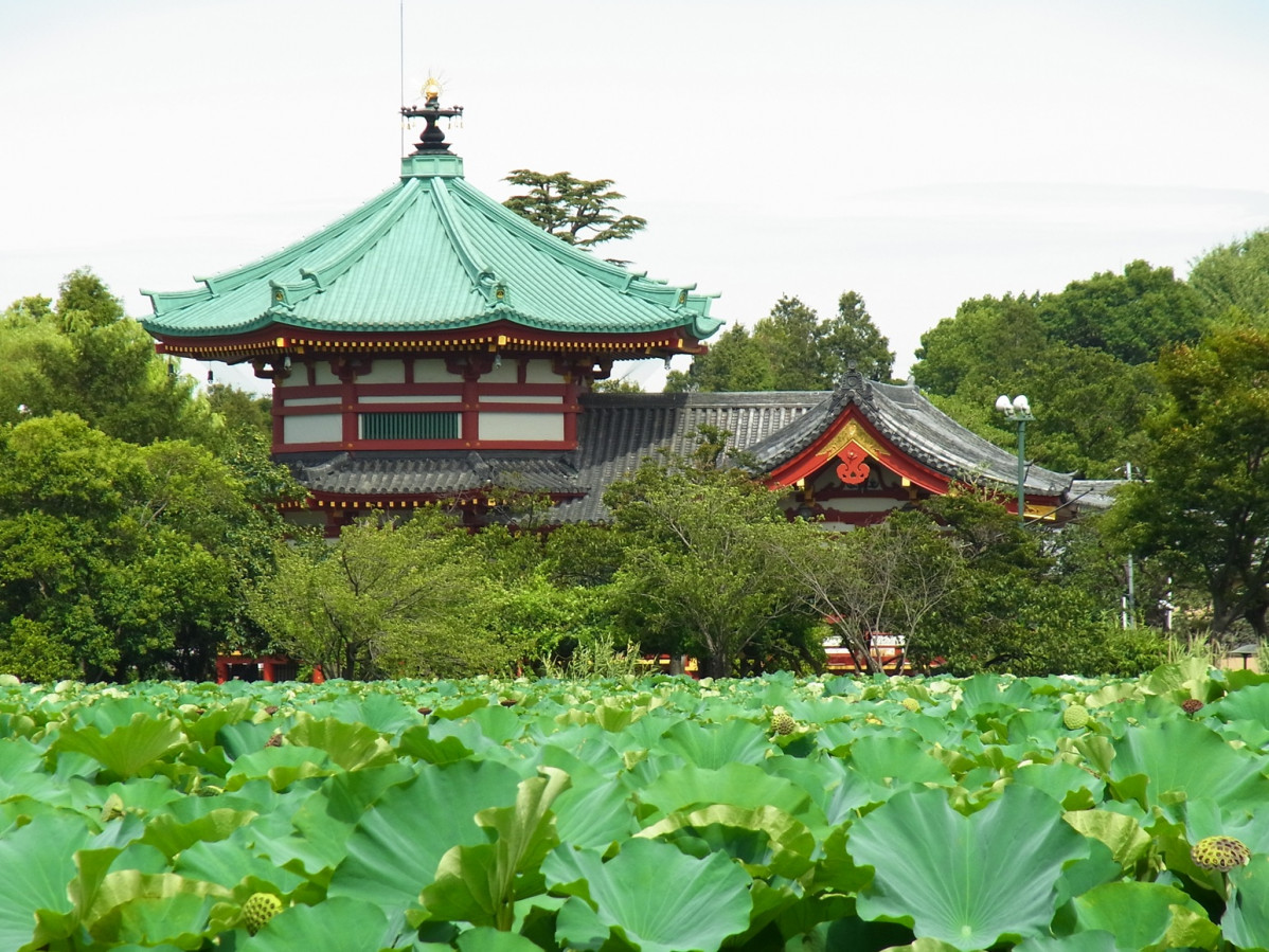 Ueno Park (Shinobazu Pond), Tokyo