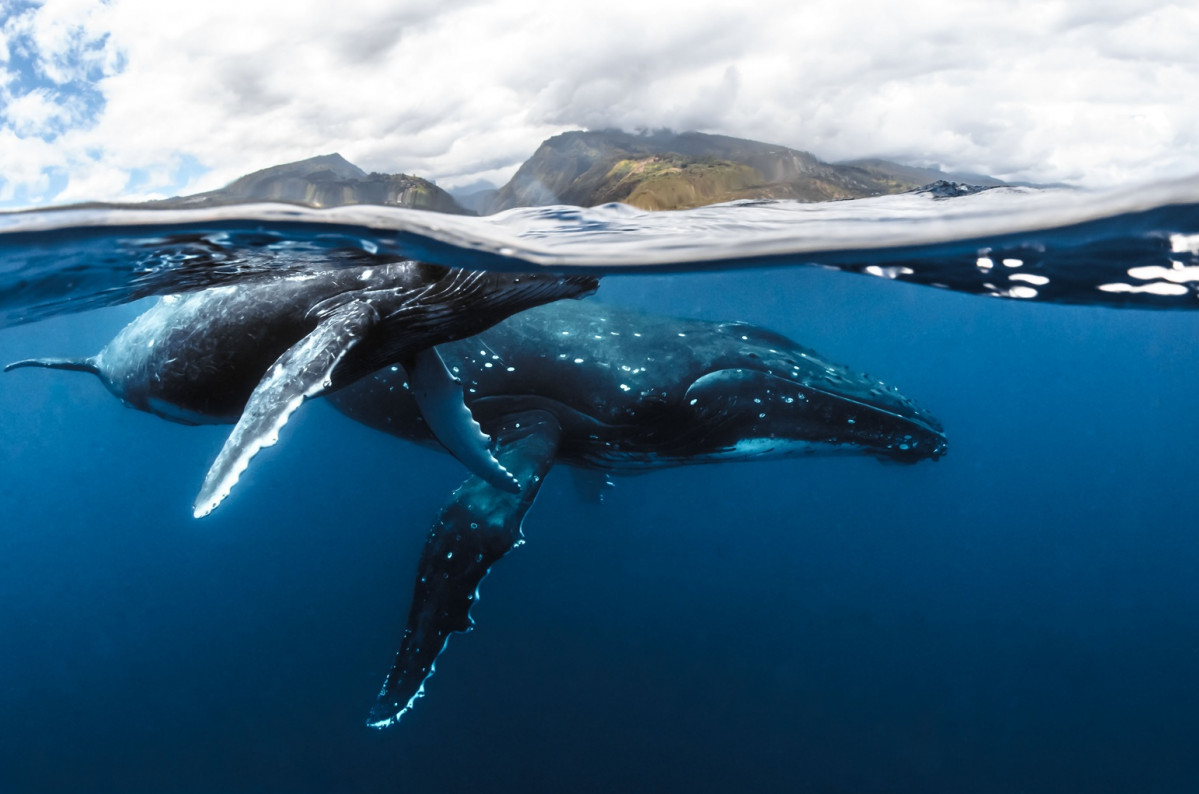 Tohora de Tahiti et Ses Iles  1 u00a9 Fru00e9du00e9rique Legrand