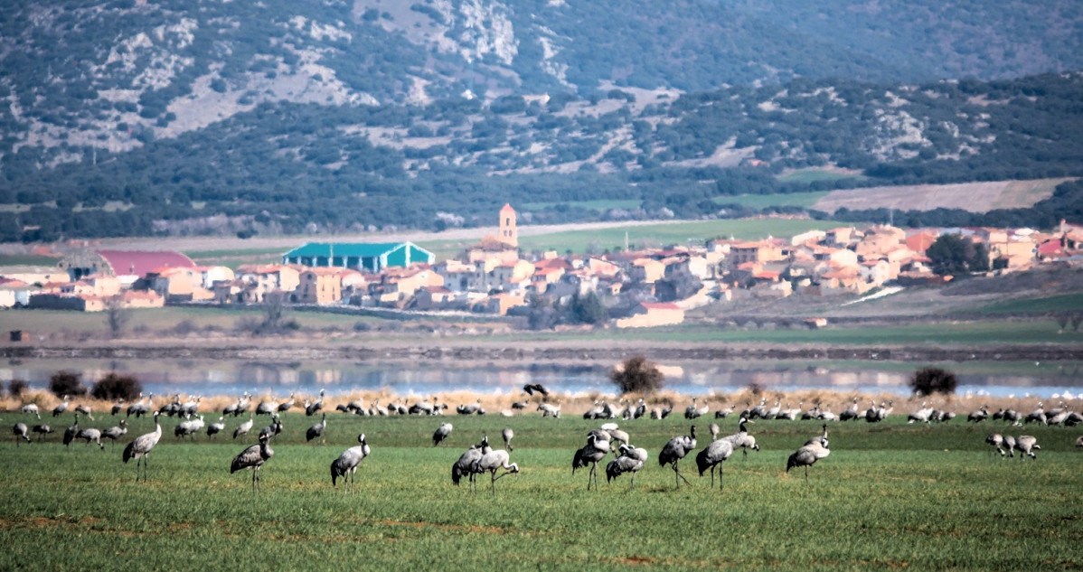 Laguna de Gallocanta, Teruel, Grullas