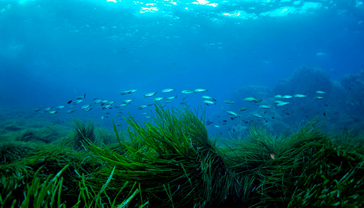Posidonia oceanica ibiza formentera 02