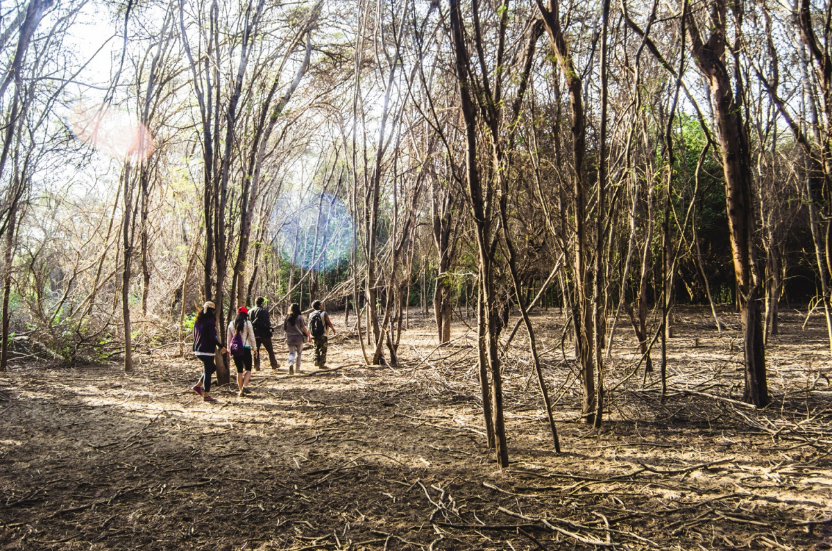 Bosque de Pu00f3mac PROMPERu00da