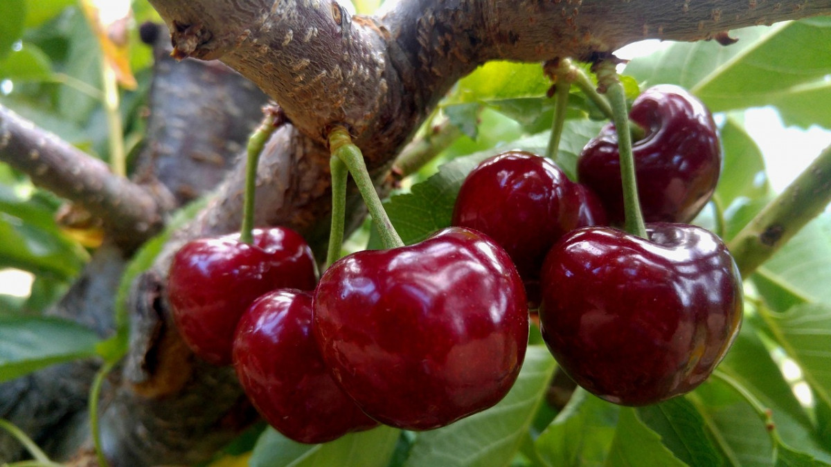 Cerezas del Jerte