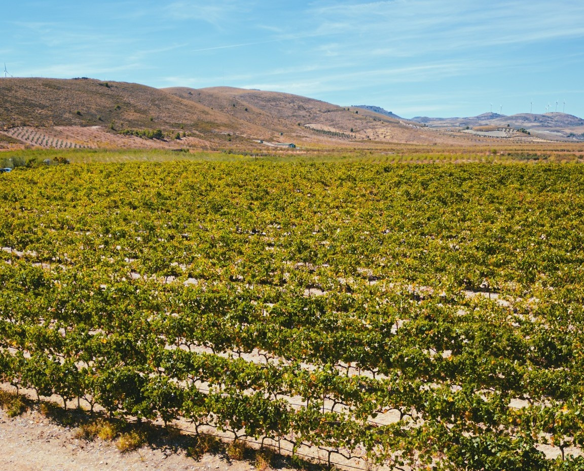 Viñedos Bodega Senorio de Nevada