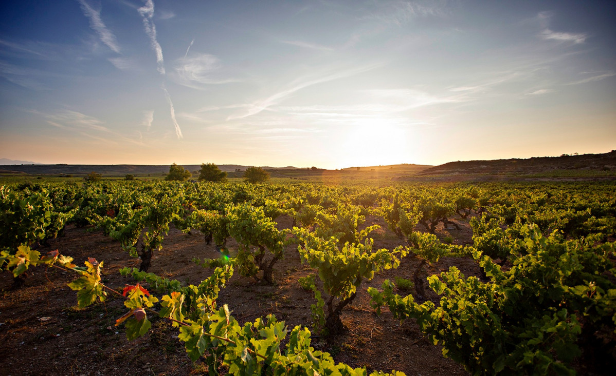Los Campos Marquu00e9s de Riscal