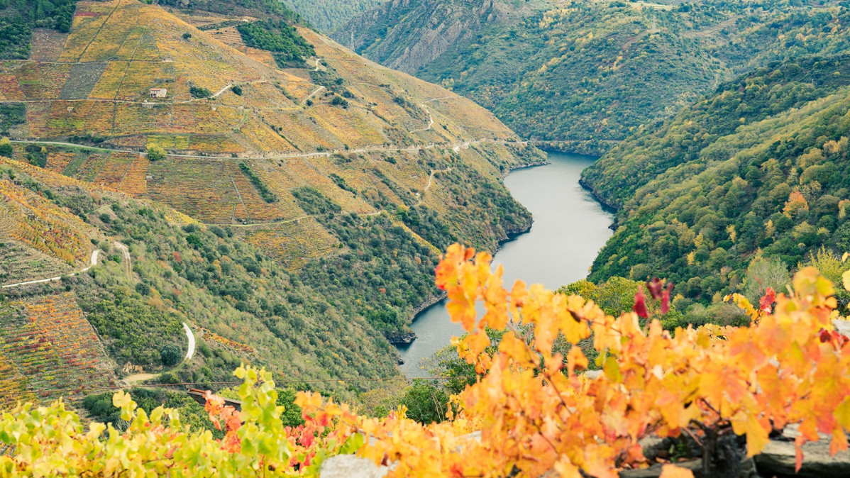 Ruta del Vino Ribeira Sacra. Zona Amandi en otonu017do