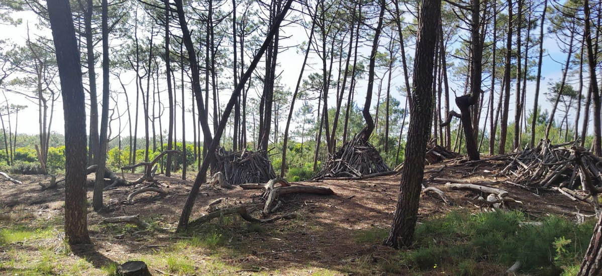 Bosque de pinos landu00e9s en la Reserva de la Mailloueyre  Mimizan