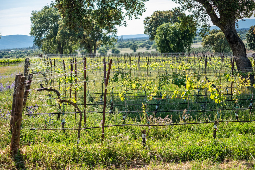 Viñedo   Dehesa El Molinillo (1)