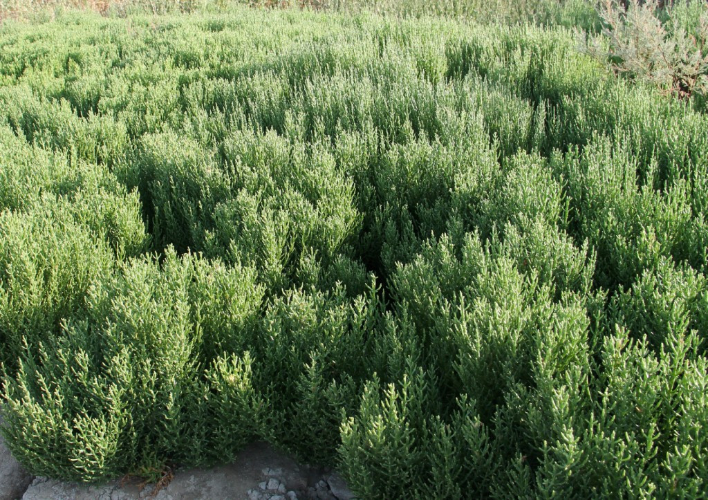 16 SALICORNIA 02 BAJA