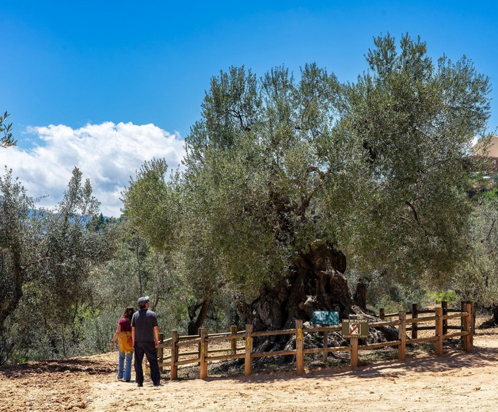 Oleoturismo en España (1)