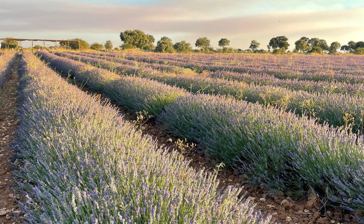 Campos de Lavada, Brihuega
