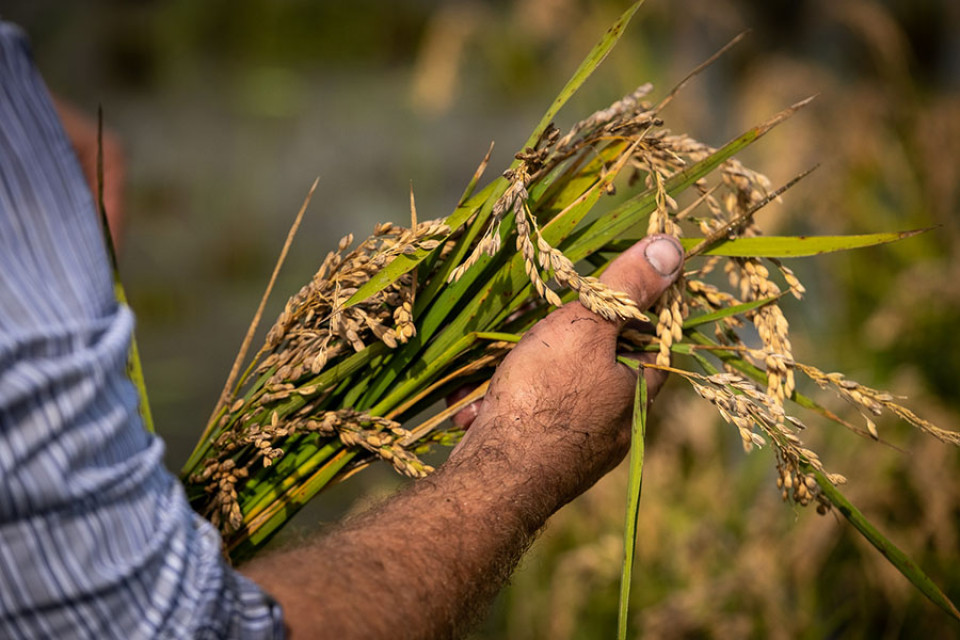 Arroz Tierras del Ebro