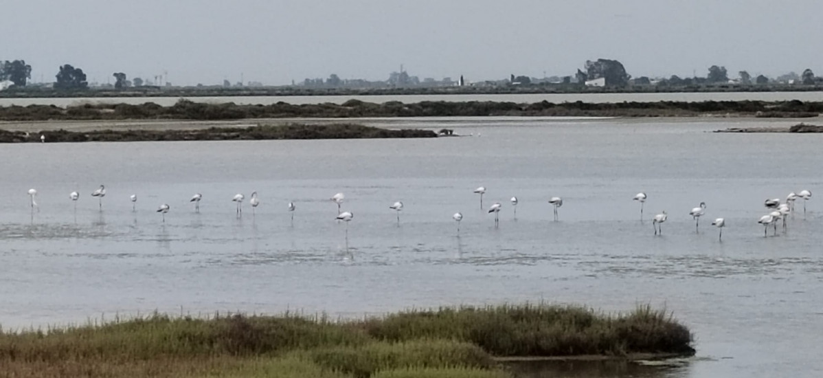 Delta del Ebro y su fauna