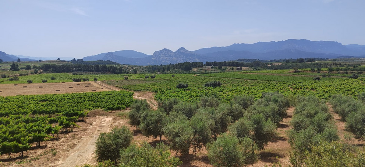 Viu00f1edos  Mas del Claro de Agru00edcola Sant Josep Wines