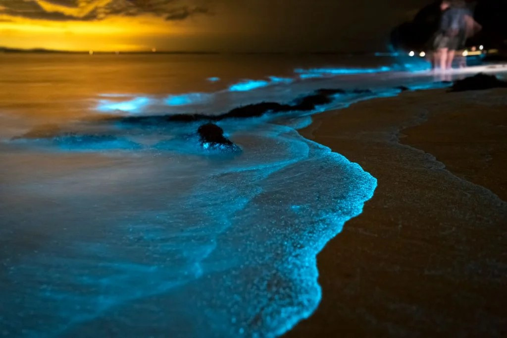 Mar de ardora el fascinante espectaculo de la bioluminiscencia en las costas de galicia 1692699038060 1024 (1)