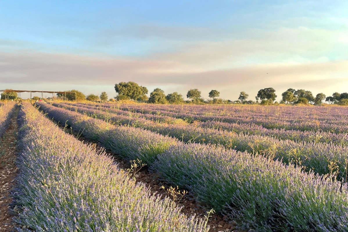 Brihuega, Lavanda