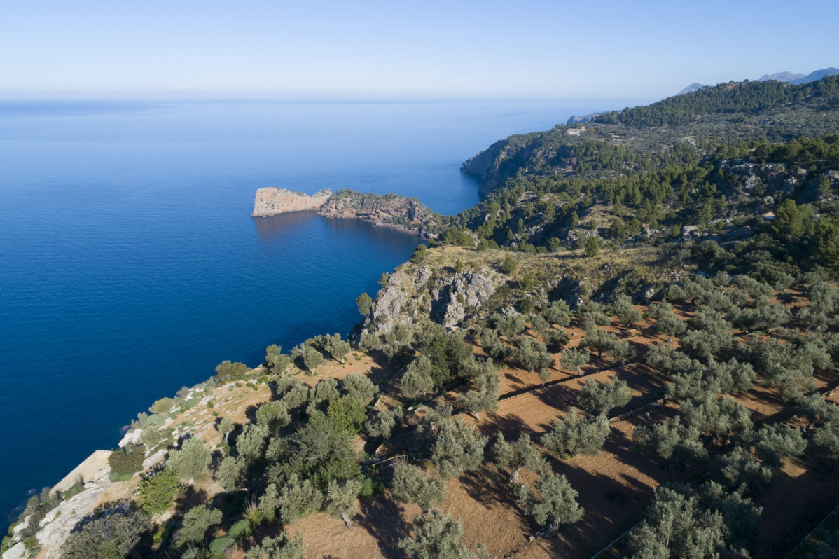 Olivos Serra Tramuntana