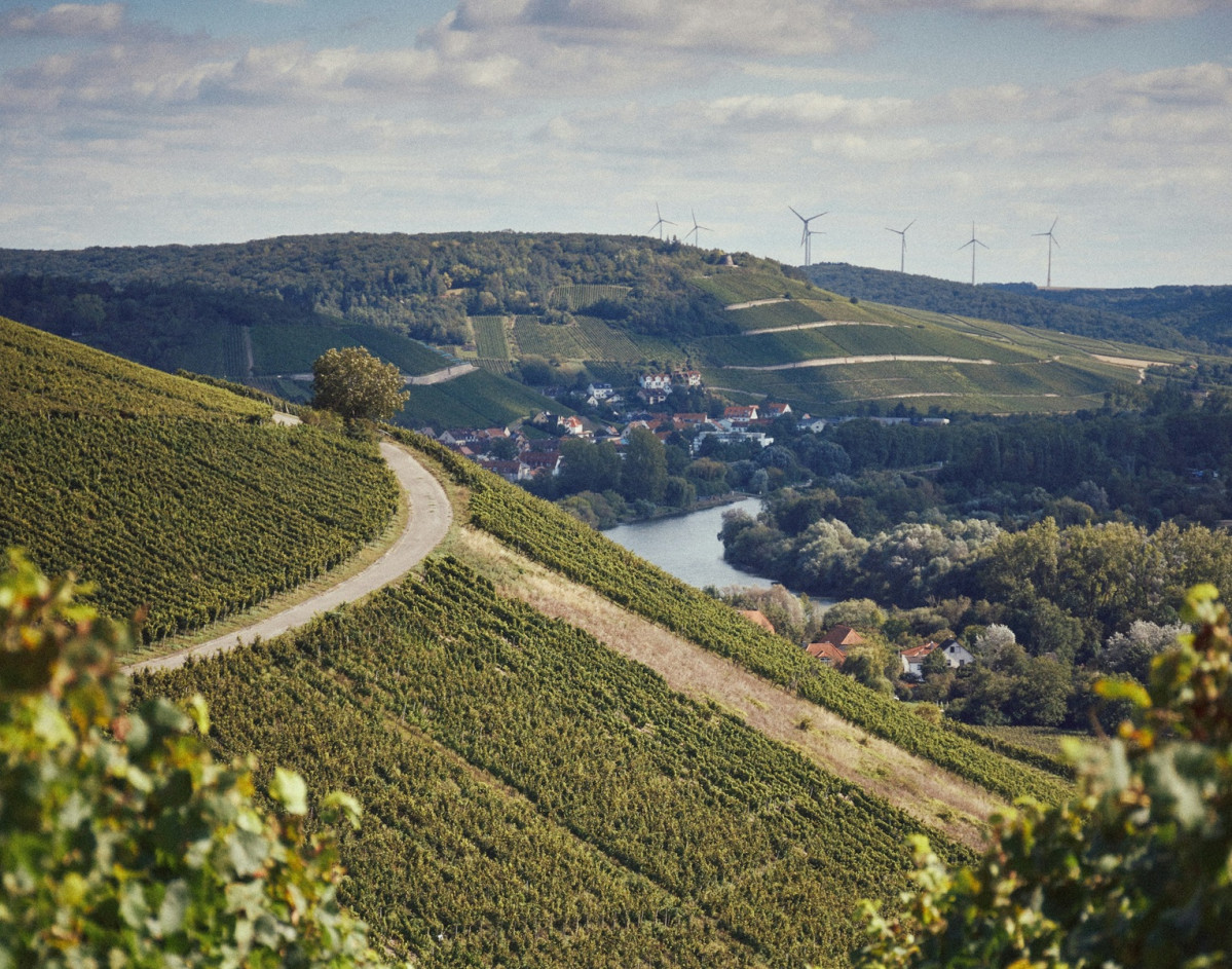 Würzburg, Deutschland, Viñedos, 2024. florian siedl unsplash