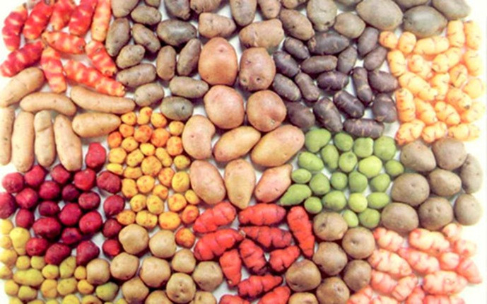 Variedades de patatas para exportar