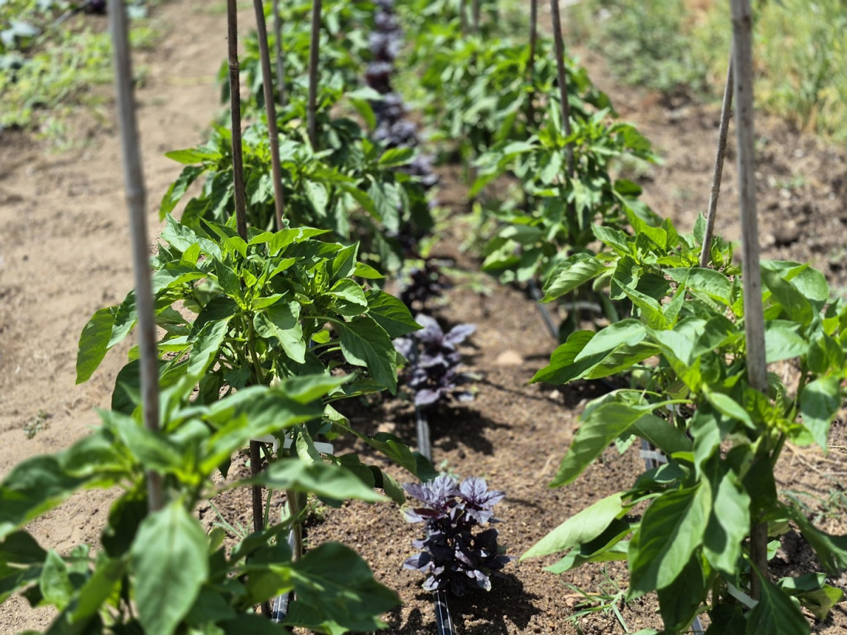 Huerta de Abril en Bustarviejo