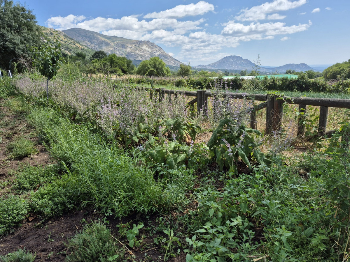 Huerta de Abril y sus plantas