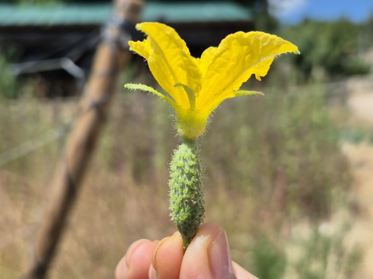 Pepinos enanos de la Huerta de Abril