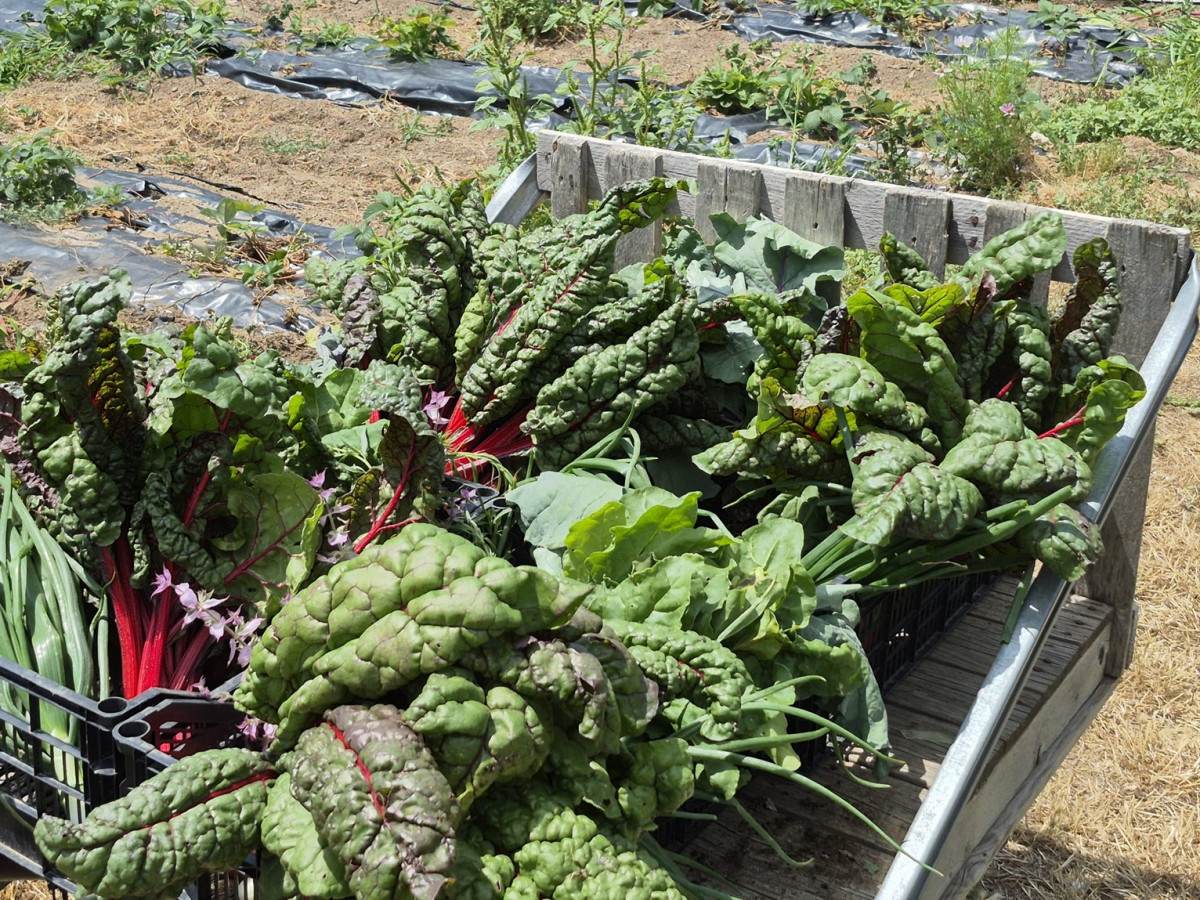 Verduras y Hierbas de la Huerta de Abril